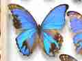 Morpho didius (mosaic gynandromorph 002) Internet Image property of respective owner, non-commercial use only